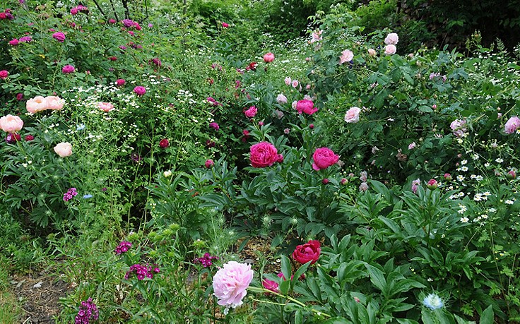 Käfers Gartentipps Stauden Und Rosen Eine Perfekte Kombination