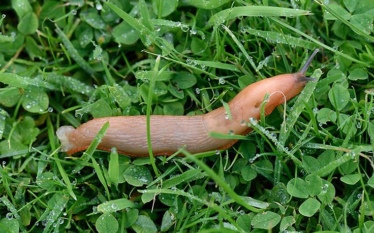 Käfers Gartentipps Was Tun Bei Schnecken