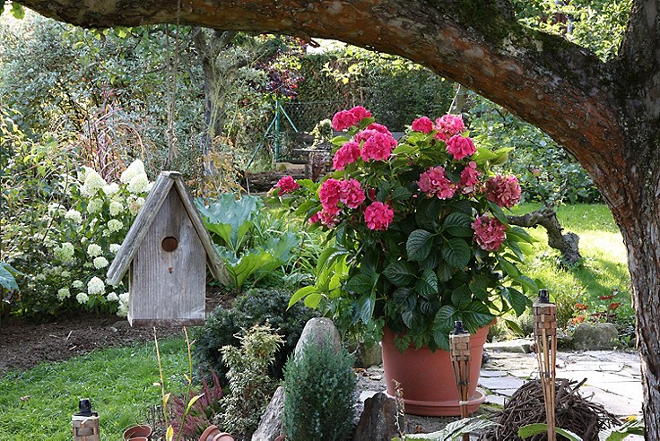(c) xxxxx Hortensien im Garten.
