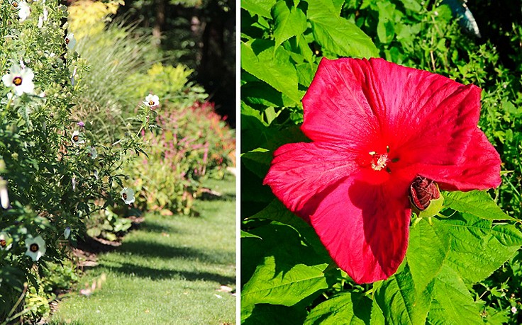 Der Herr der Zirbe und seine duftenden Brotdosen - (c) Stefan Pfeiffer Hibiskus im Garten