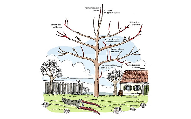 Illustration: Andreas Posselt Der richtige Schnitt von Obstbäumen