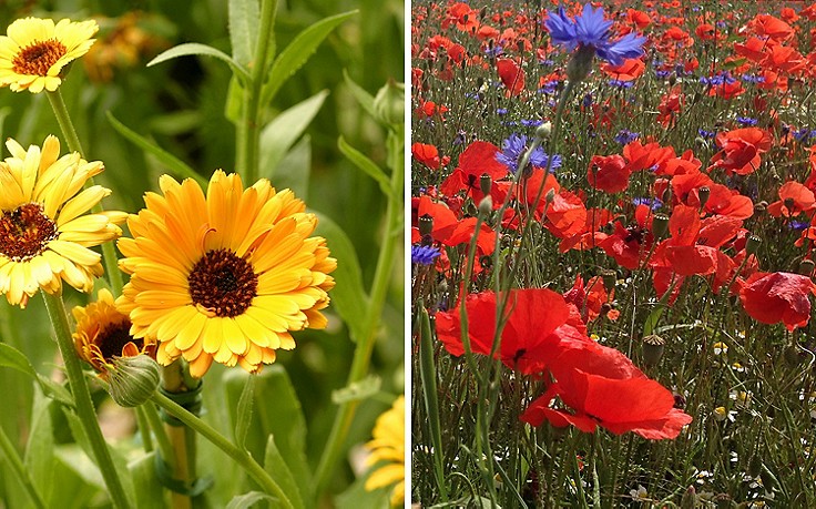 Mauritius Images & Katharina Würdinger Ringelblume und Mohn im Bauerngarten