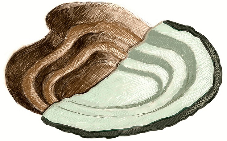 Sechs Schritte zum Bioteich - (c) Julia Schweikhardt Sechs Schritte zum Bioteich