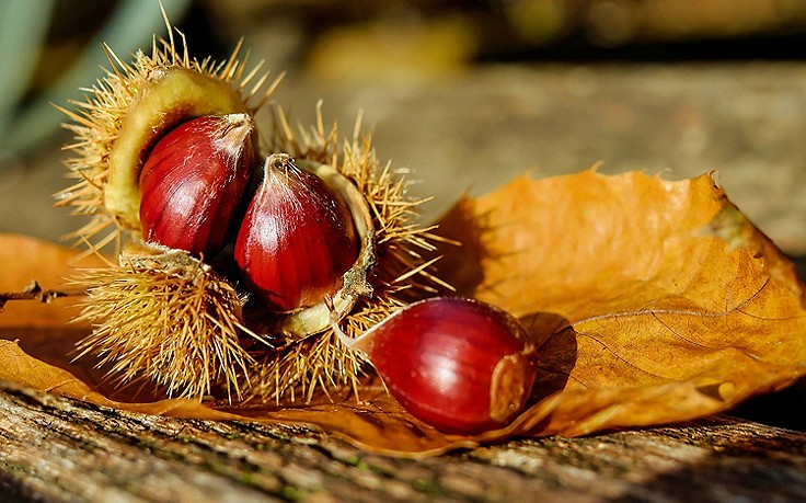 Foto: Pixabay Esskastanien