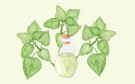 Grüne Kosmetik zum Selbermachen: Zitronenmelisse-Körperspray - (c) Illustration: Anna Schober Grüne Kosmetik zum Selbermachen: Zitronenmelisse-Körperspray