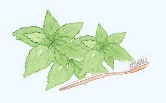 Grüne Kosmetik zum Selbermachen: Minz-Zahnzucker - (c) Illustration: Anna Schober Grüne Kosmetik zum Selbermachen: Minz-Zahnzucker