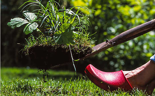 Käfers Gartentipps: Häufige Gartenirrtümer - (c) Foto: Mauritius Images Käfers Gartentipps: Häufige Gartenirrtümer