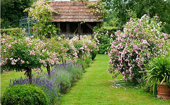 Inspiration für den Garten: Rosen als Blickfang - (c) Foto: Harald Eisenberger Inspiration für den Garten: Rosen als Blickfang
