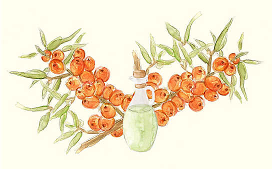 Grüne Kosmetik zum Selbermachen: Sanddorn-Hautlotion - (c) Illustration: Anna Schober Grüne Kosmetik zum Selbermachen: Sanddorn-Hautlotion