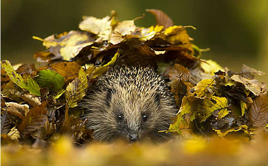 Igel beim Winterschlaf unterstützen - (c) Foto: Mauritius Images Igel beim Winterschlaf unterstützen