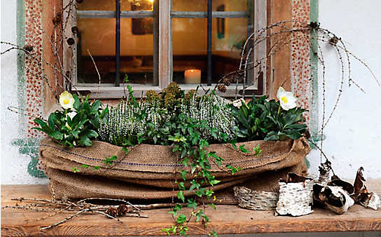 Winterlicher Balkon-Schmuck - (c) Foto: Alexi Pelekanos Winterlicher Balkon-Schmuck