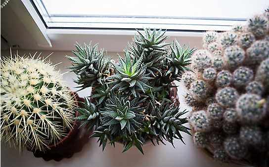 Winterruhe für Kakteen - (c) Foto: Thinkstock Winterruhe für Kakteen