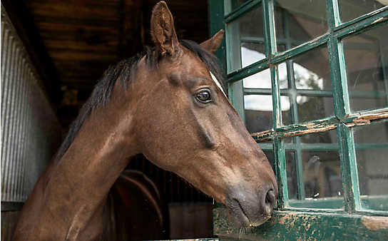 Wundern & wissen: 5 Fakten zu Trakehnern - (c) Foto: ServusTV_SAM-Film_Hoermandinger Wundern & wissen: 5 Fakten zu Trakehnern