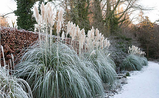 Das brauchen Ziergräser im Winter - (c) Foto: Mauritius Images Das brauchen Ziergräser im Winter