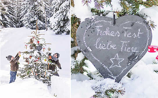Futter-Christbaum für Tiere - (c) Foto: Peter Podpera Futter-Christbaum für Tiere