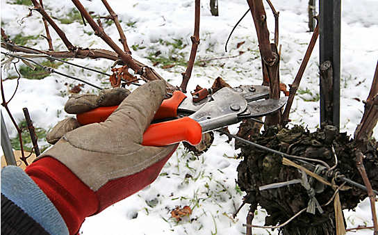 So gelingt der Winterschnitt der Weinreben - (c) Foto: Mauritius Images So gelingt der Winterschnitt der Weinreben