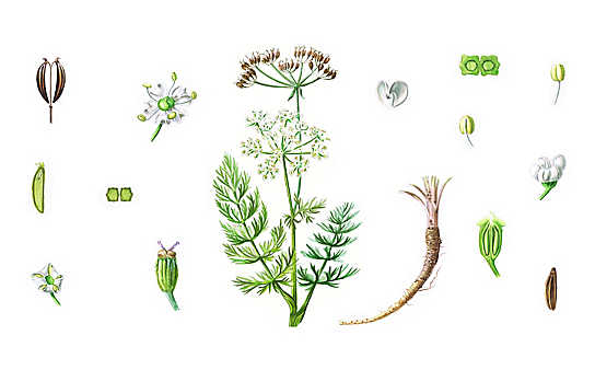 Kümmel hilft dem Bauch - (c) Illustration: Andreas Leitner Kümmel hilft dem Bauch