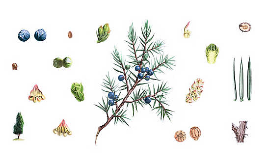 Wacholder entwässert, entkrampft und reinigt das Blut - (c) Illustration: Andreas Leitner Wacholder entwässert, entkrampft und reinigt das Blut