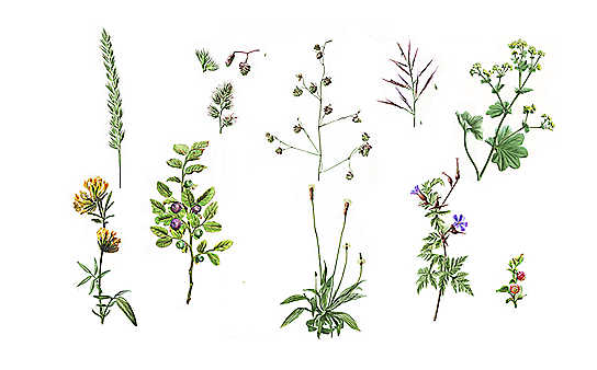 Heublumen gegen Stress - (c) Illustration: Andreas Leitner Heublumen gegen Stress