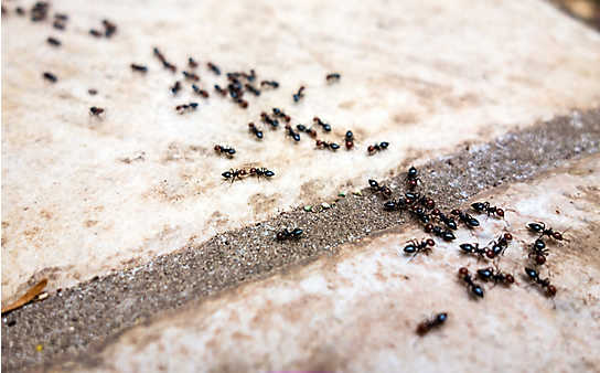 Hausmittel gegen Motten, Wespen, Fruchtfliegen und Ameisen - (c) Foto: Thinkstock Hausmittel gegen Motten, Wespen, Fruchtfliegen und Ameisen