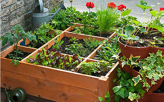 April-Gartentipp Nr. 4: Kräuter gegen Schädlinge - (c) Foto: Mauritius Images April-Gartentipp Nr. 4: Kräuter gegen Schädlinge