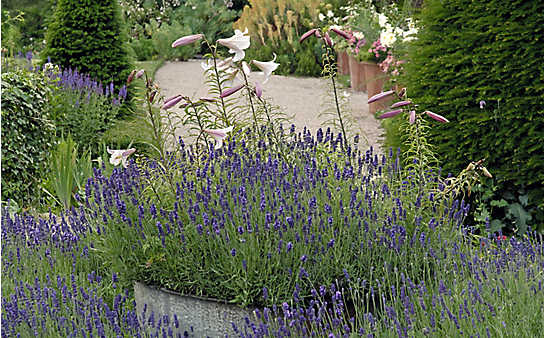 Mai-Gartentipp Nr. 1: Gute Nachbarn für den Lavendel - (c) Foto: Mauritius Images Mai-Gartentipp Nr. 1: Gute Nachbarn für den Lavendel