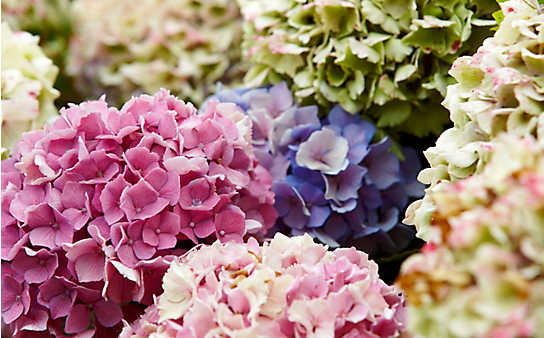 Juni-Gartentipp Nr. 2: Hortensien für Strauß und Gesteck schneiden - (c) Foto: Thinkstock Juni-Gartentipp Nr. 2: Hortensien für Strauß und Gesteck schneiden