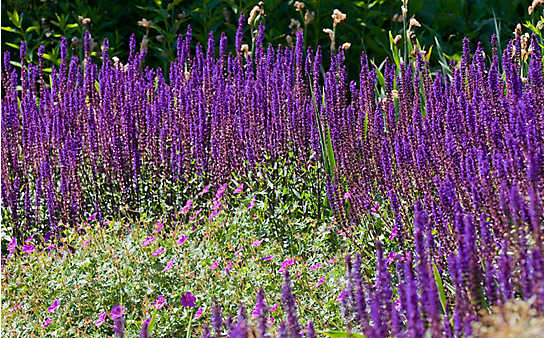 Juli-Gartentipp Nr. 1: Rückschnitt von Stauden - (c) Foto: Mauritius Images Juli-Gartentipp Nr. 1: Rückschnitt von Stauden