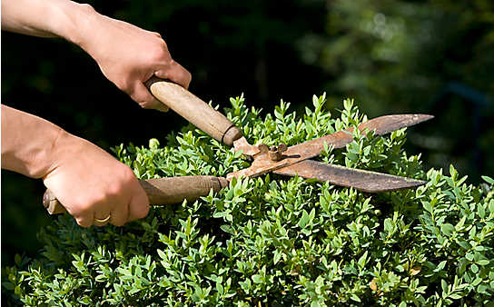 Juli-Gartentipp Nr. 2: Buchs und Liguster façonnieren - (c) Foto: Mauritius Images Juli-Gartentipp Nr. 2: Buchs und Liguster façonnieren