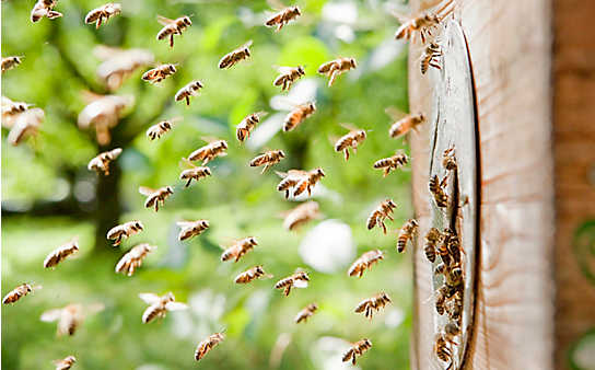 Schnelle Hilfe bei Insektenstichen und Verletzungen durch Pflanzen - (c) Foto: Tobias Gerber Schnelle Hilfe bei Insektenstichen und Verletzungen durch Pflanzen