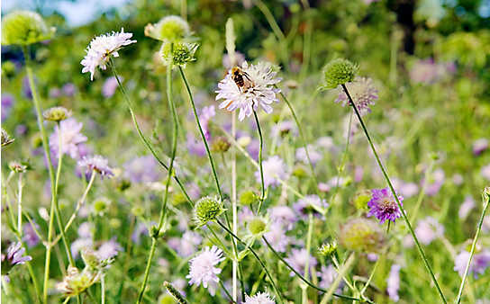Blumenwiese statt Rasen - (c) Foto: Mauritius Images Blumenwiese statt Rasen
