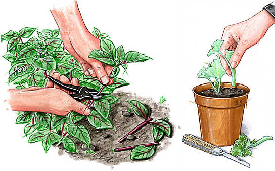 Pflanzen vermehren mit Stecklingen - (c) Illustration: Mauritius Images Pflanzen vermehren mit Stecklingen