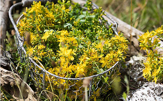 Brauchtum: Der Johannistag - (c) Foto: Mauritius Images Brauchtum: Der Johannistag