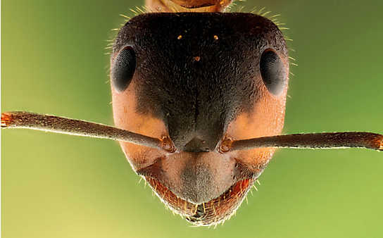 Diese Insektenstiche sollte man erkennen - (c) Pixabay Diese Insektenstiche sollte man erkennen
