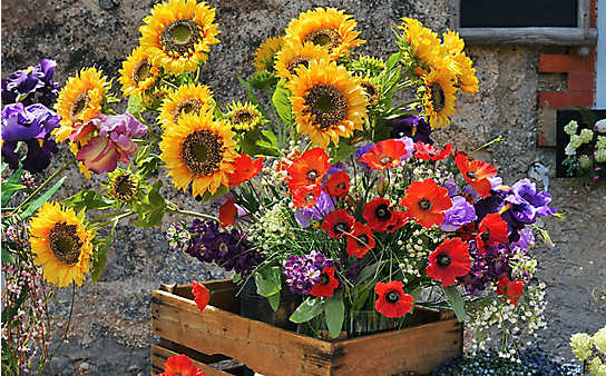 So halten Mohn- und Sonnenblumen in der Vase - (c) Foto: iStock.com So halten Mohn- und Sonnenblumen in der Vase