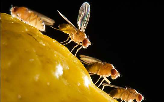 Einfache Tricks gegen Fruchtfliegen - (c) Foto: Mauritius Images Einfache Tricks gegen Fruchtfliegen