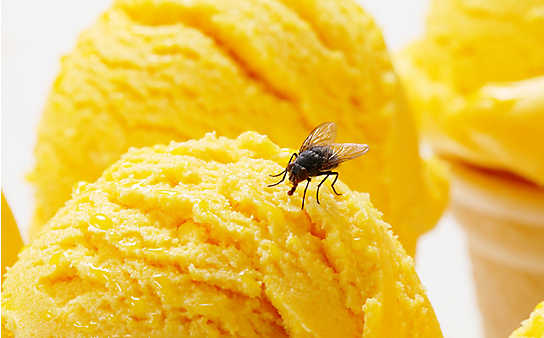 Was tun bei ... Fliegen? - (c) Foto: iStock Photo Was tun bei ... Fliegen?
