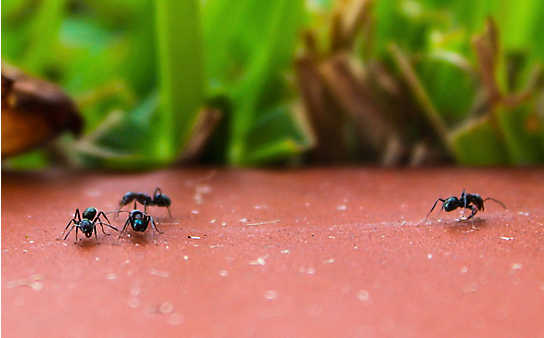 Was tun bei ... Ameisen? - (c) Foto: iStock Photo Was tun bei ... Ameisen?