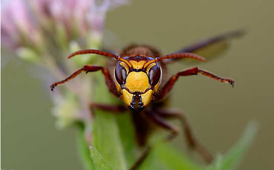 5 Insektenschutz-Produkte, die gut wirken - (c) Foto: Mauritius Images 5 Insektenschutz-Produkte, die gut wirken