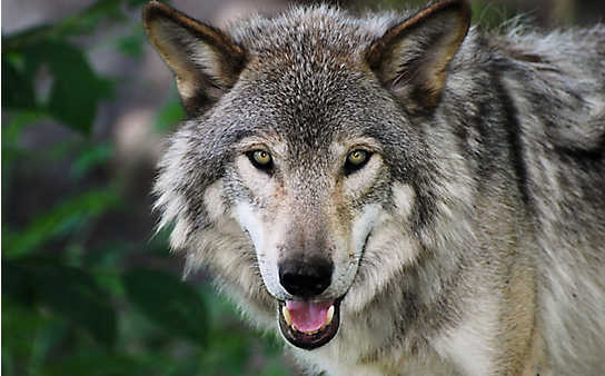 Wölfe in Österreich: So profitieren wir vom Wildtier
- (c) Foto: iStock Photo Wölfe in Österreich: So profitieren wir vom Wildtier
