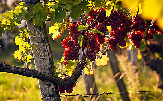 Gesund bleiben mit dem Weinbergelixier - (c) Foto: Mauritius Images Gesund bleiben mit dem Weinbergelixier
