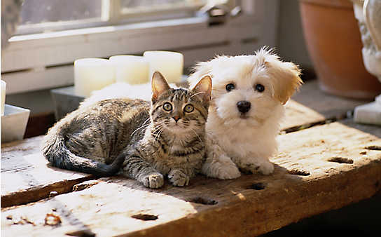 Naturapotheke für Hund und Katz - (c) Foto: Mauritius Images Naturapotheke für Hund und Katz