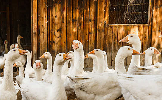 Brauchtum: Der heilige Martin und die Gänse - (c) Foto: Marco Rossi Brauchtum: Der heilige Martin und die Gänse