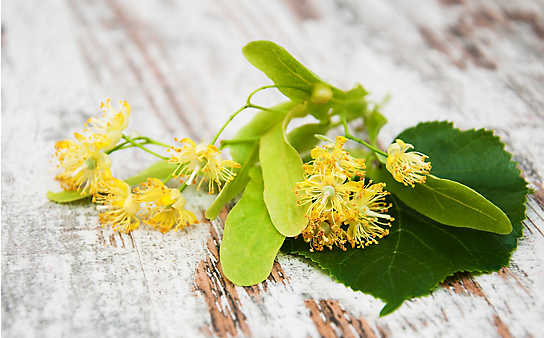 Lindenblüten-Gesichtswasser für trockene Haut - (c) Thinkstock Lindenblüten-Tee