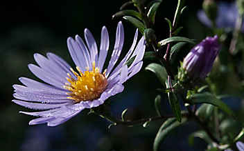 Die Aster ist eine Gute-Laune-Pflanze fürs herbstliche Beet - (c) Philipp Schuster Die Aster ist eine Gute-Laune-Pflanze fürs herbstliche Beet