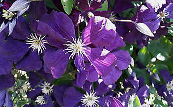 Die Clematis: Blütenpracht, die hoch hinaus will - (c) Katharina Würdinger Die Clematis: Blütenpracht, die hoch hinaus will