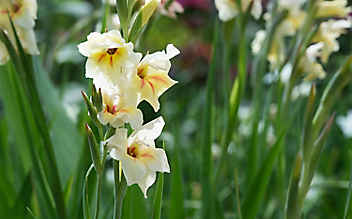 Die Garten-Gladiole blüht nur zwei Wochen, entfacht aber ein Farbfeuerwerk - (c) Mauritius Images Die Garten-Gladiole blüht nur zwei Wochen, entfacht aber ein Farbfeuerwerk