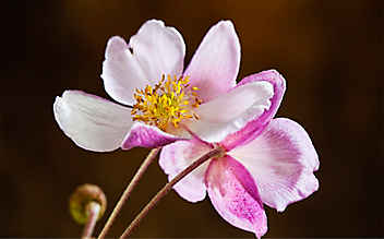 Herbst-Anemonen: Alles rund um die schöne Staude - (c) Mauritius Images Herbst-Anemonen: Alles rund um die schöne Staude
