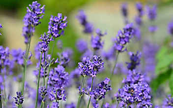 Betörender Lavendel: der Duft des Sommers - (c) Katharina Würdinger Betörender Lavendel: der Duft des Sommers