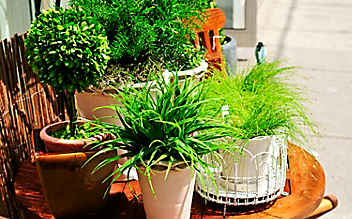 Käfers Gartentipps: Zimmerpflanzen auf Sommerfrische - (c) Thinkstock Käfers Gartentipps: Zimmerpflanzen auf Sommerfrische